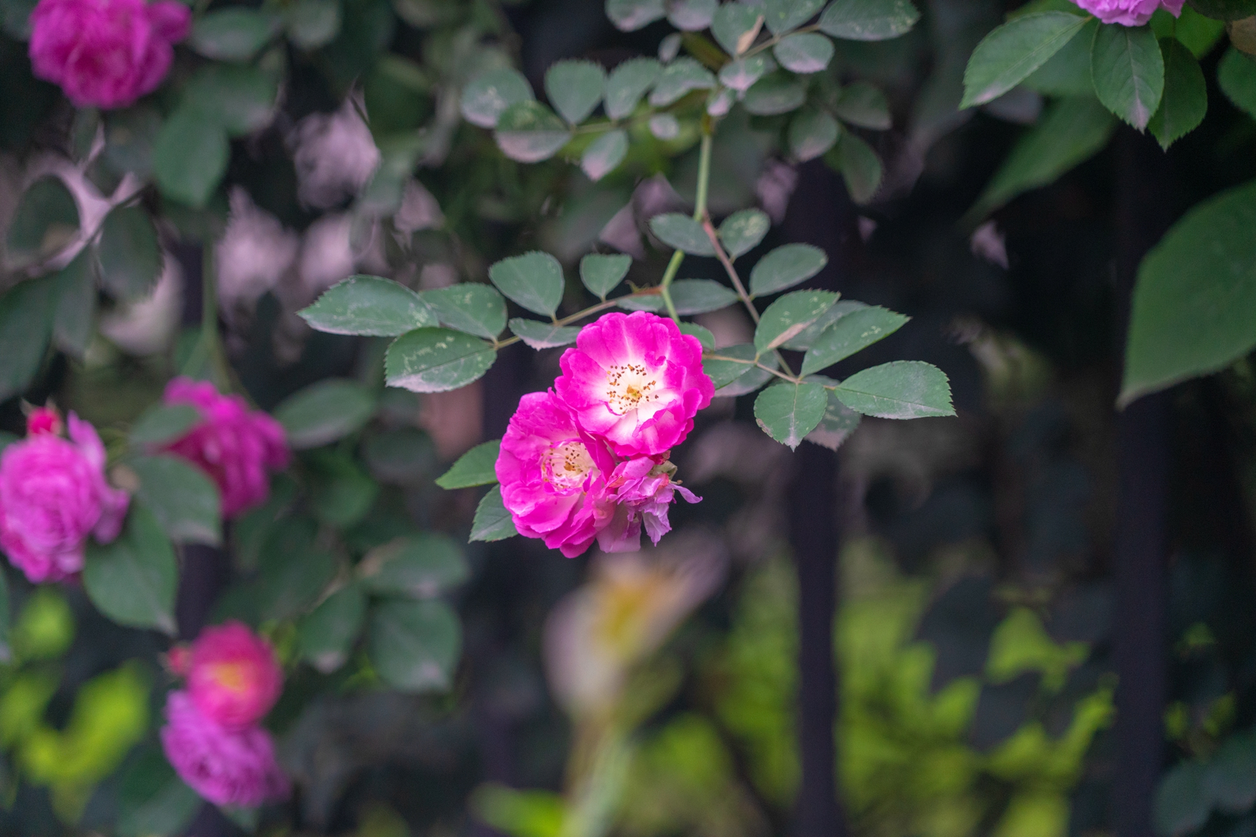 DSC06507.jpg
