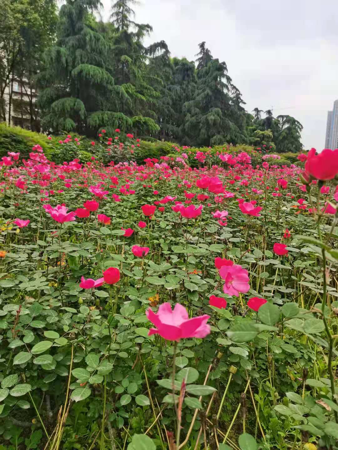 绵阳市的市花,这两天正是怒放的时候