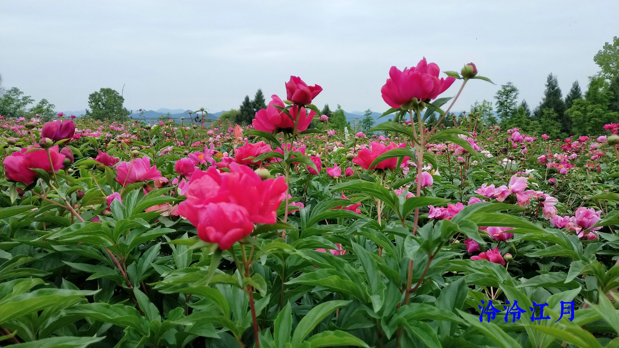 P10415-170654.jpg