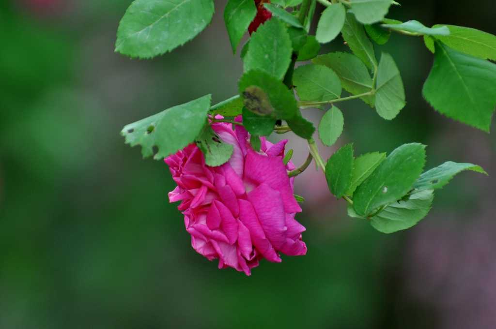 DSC_0209_.jpg