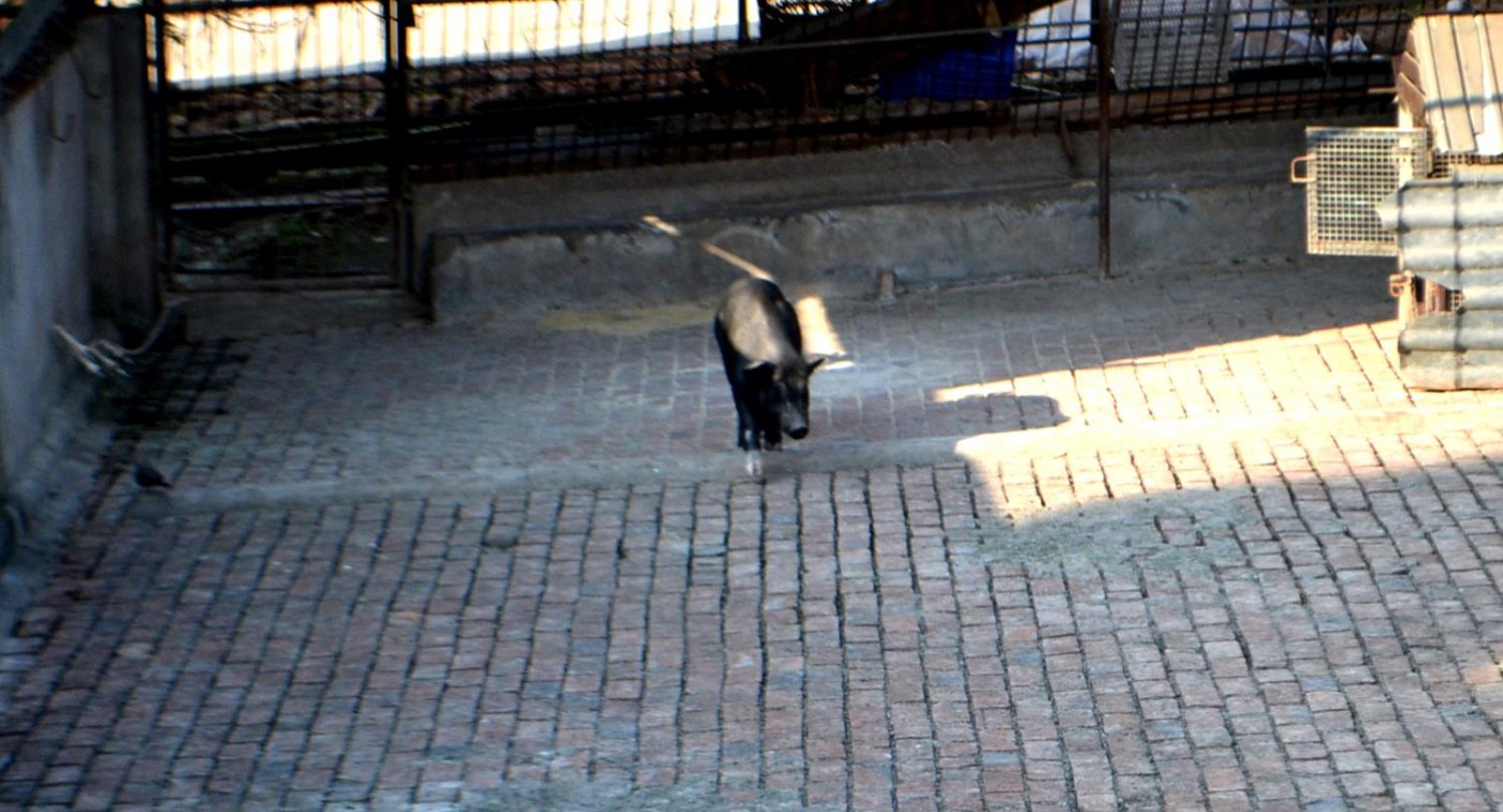 DSC_0137.JPG
