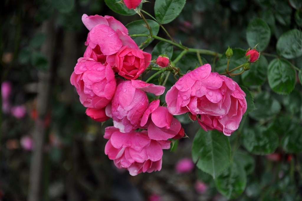DSC_0018_.jpg