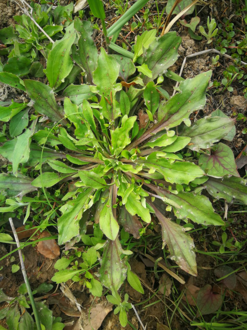 民间野菜大全图片