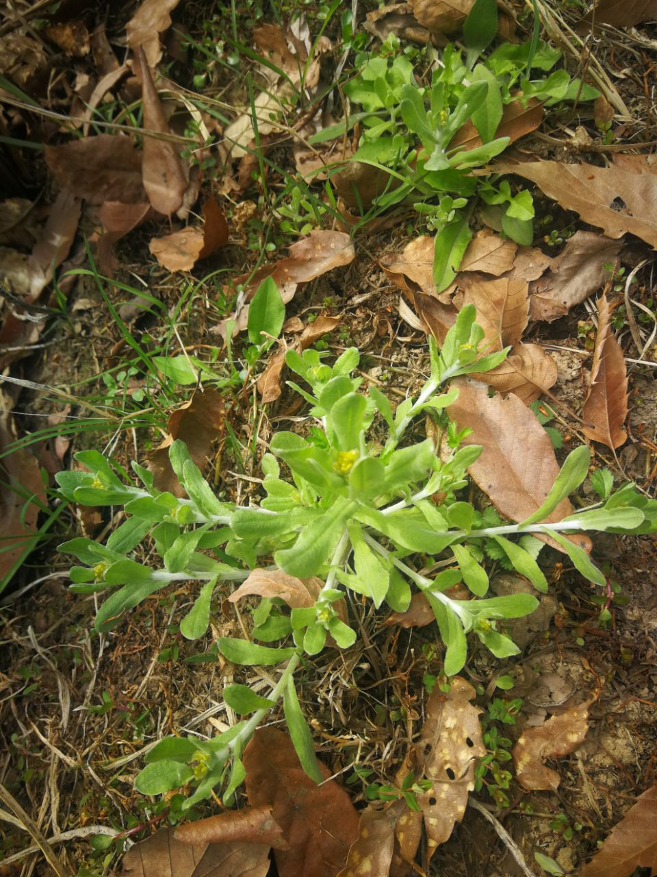 门头沟野菜图片