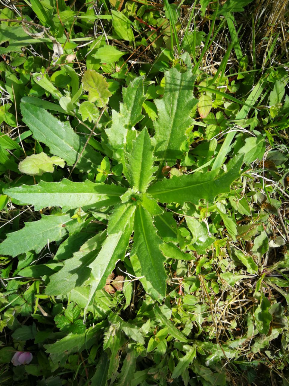 野菜