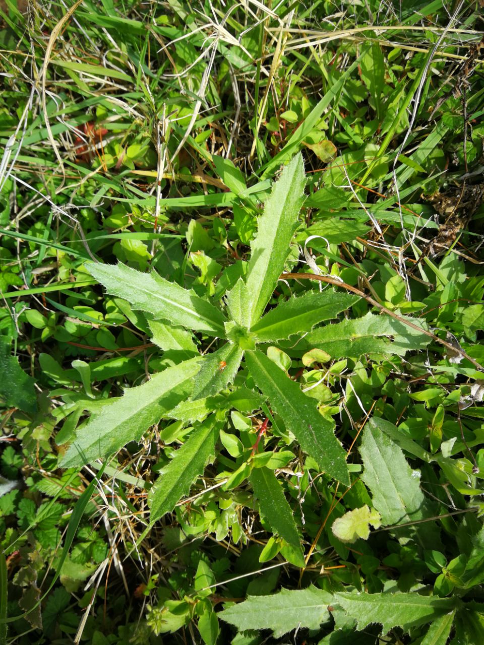 门头沟野菜图片