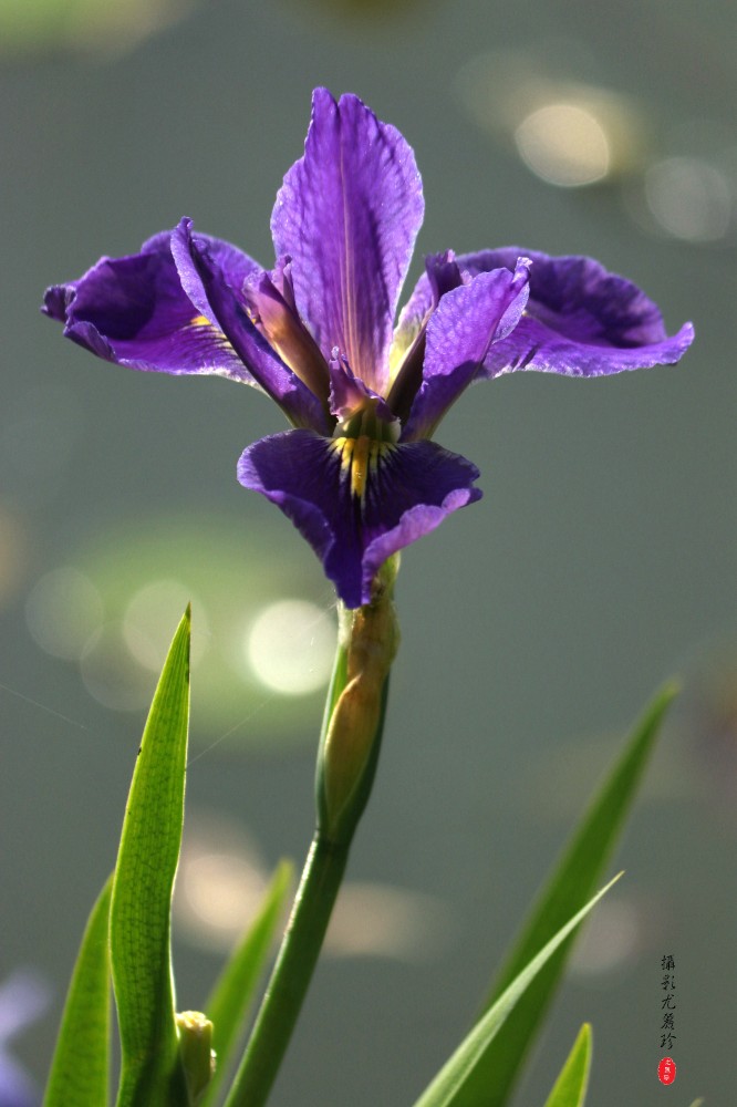 IMG_6875_.jpg