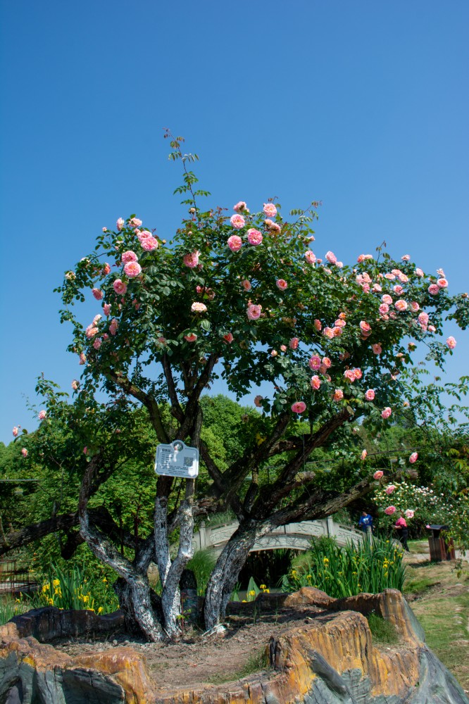 DSC_8653.jpg