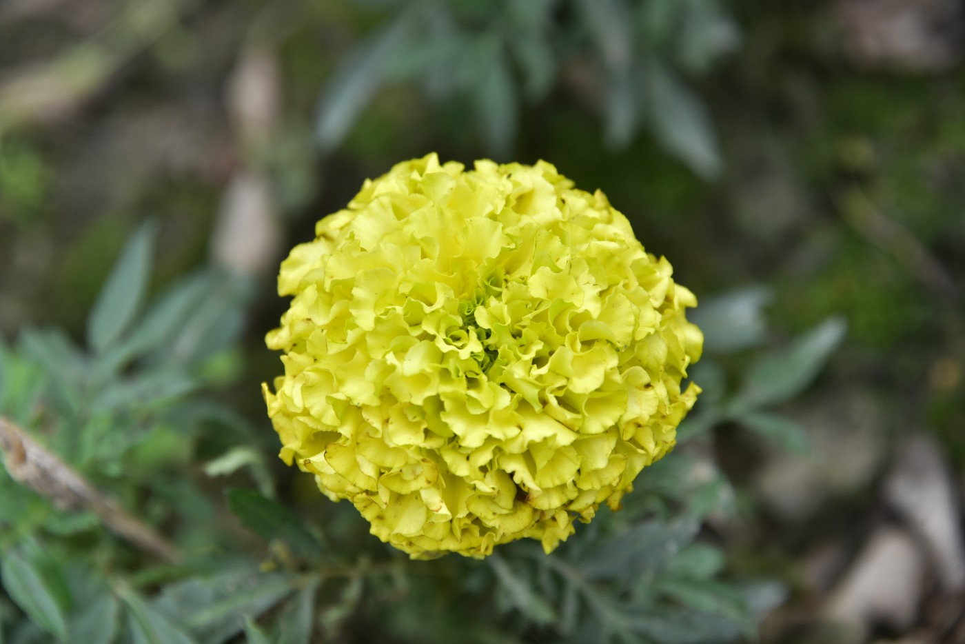 DSC_1208.JPG