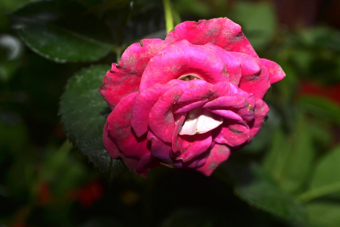 DSC_1108.JPG