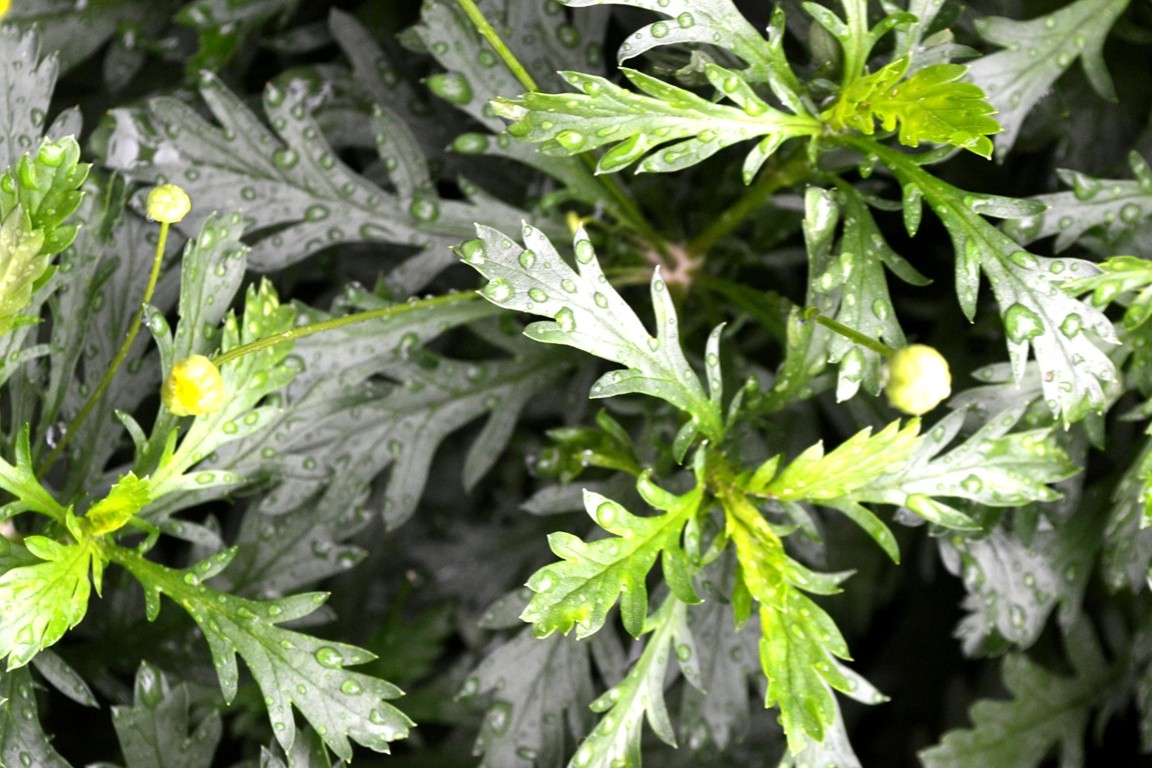 DSC_1133.JPG