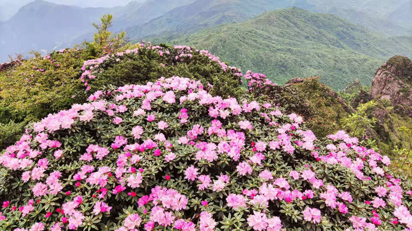 满山花草图片,满山红花图片,满山白图片_大山谷图库