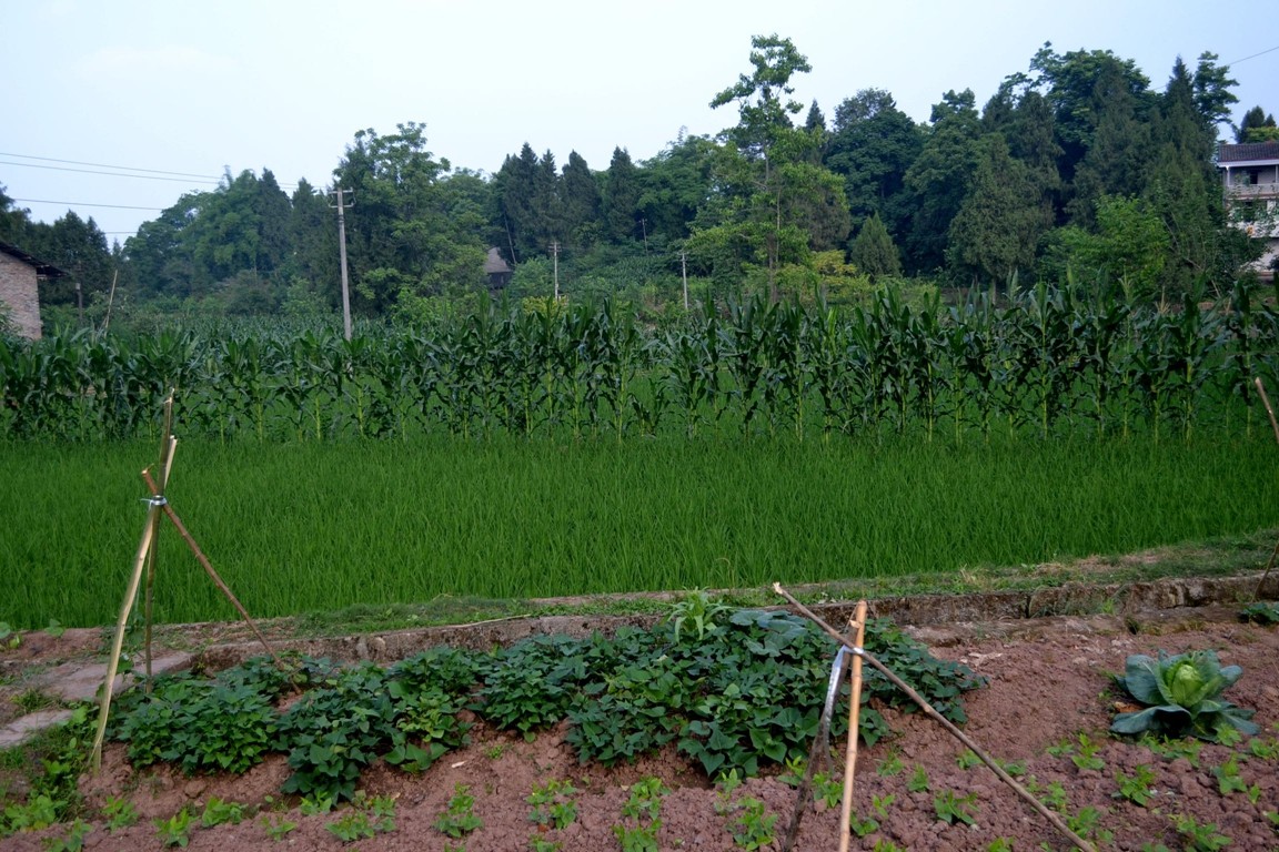 DSC_1802.JPG