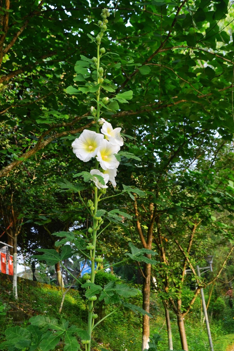 DSC_1929.JPG