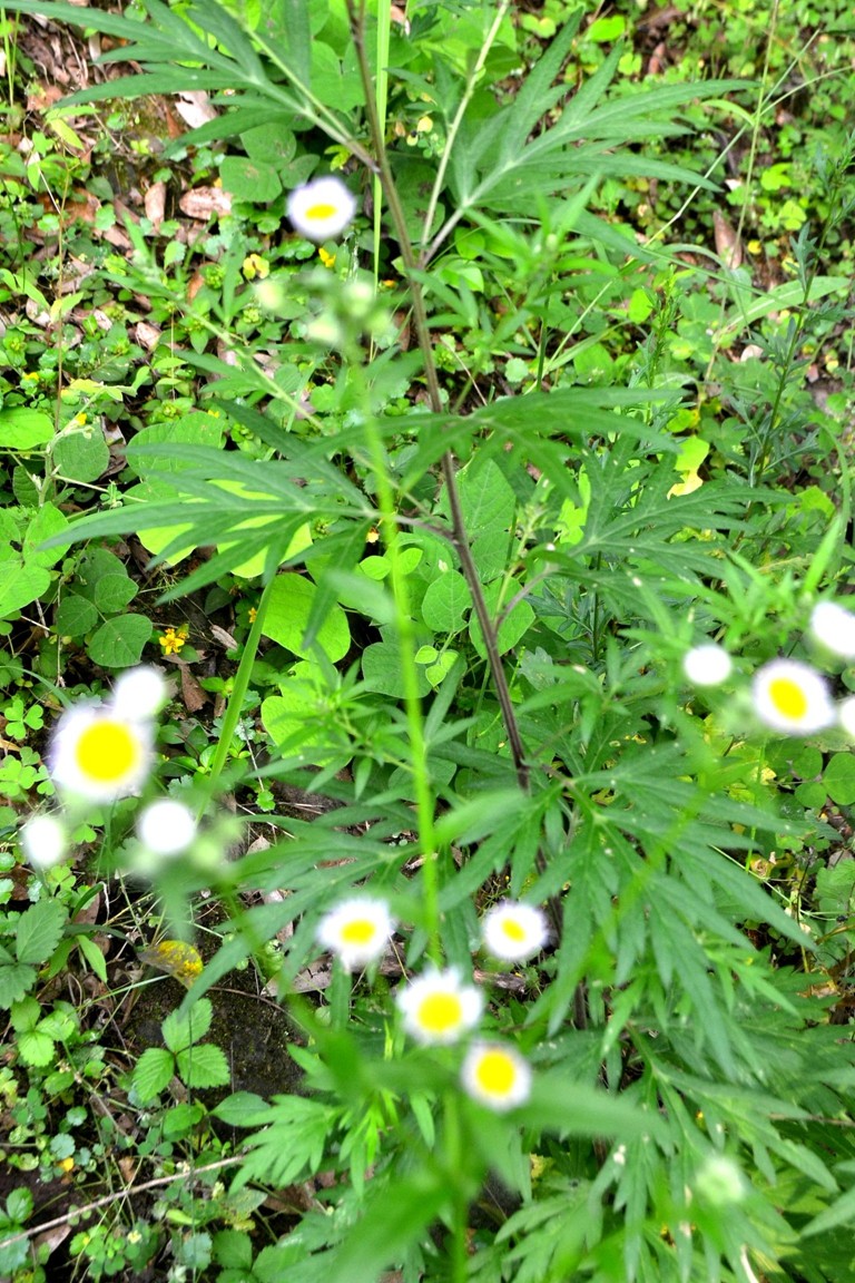 DSC_1934.JPG