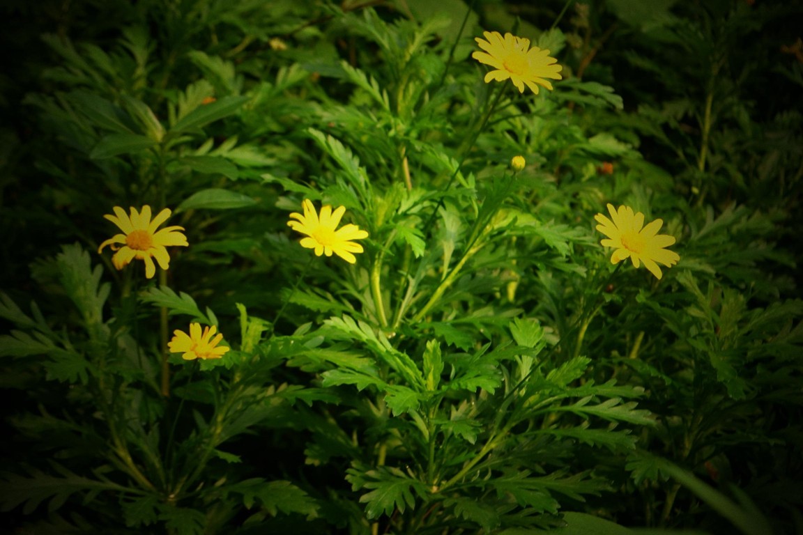 DSC_1947.JPG
