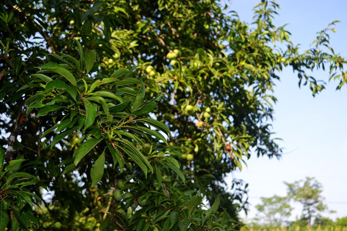 DSC_2460.JPG