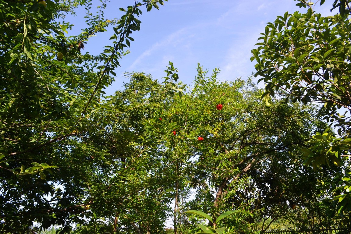 DSC_2365.JPG