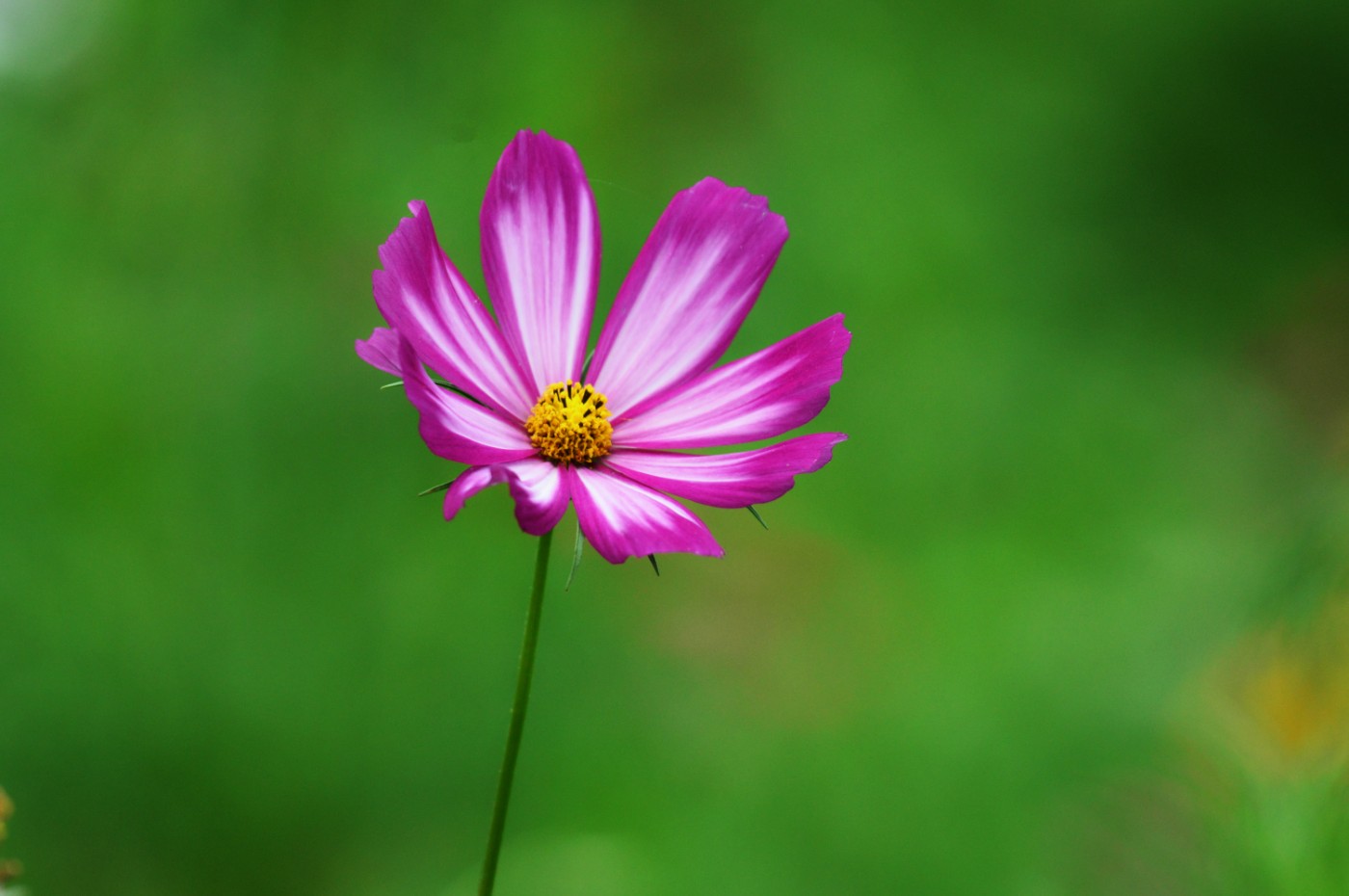 DSC_0005.JPG