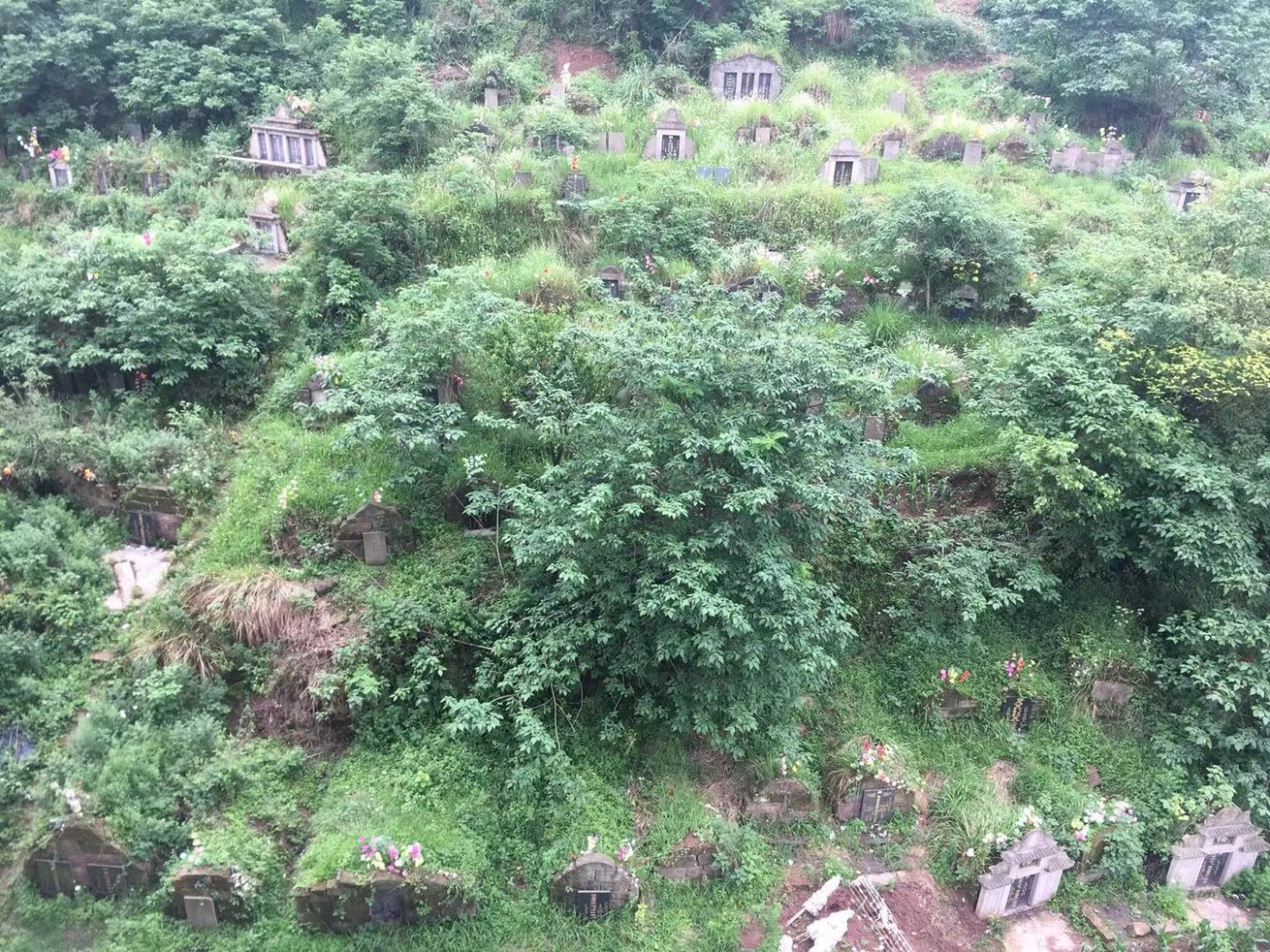 新湖果岭坟景图片