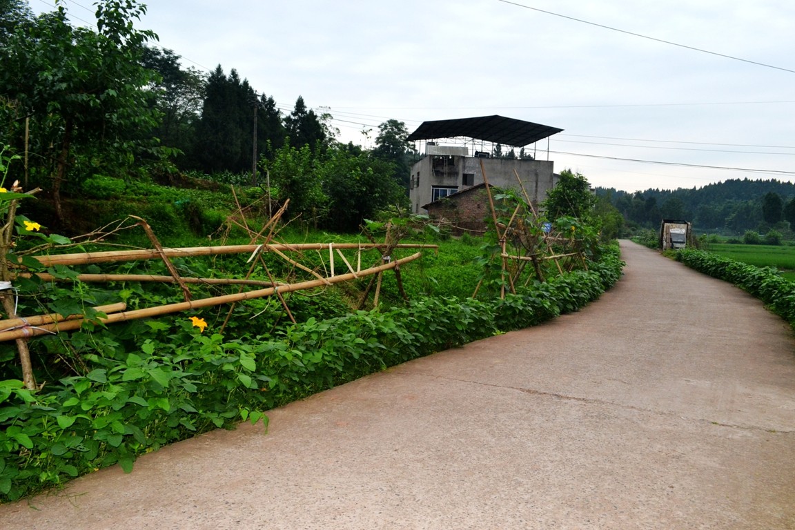 三星村11社早晨的田园景色(端午)