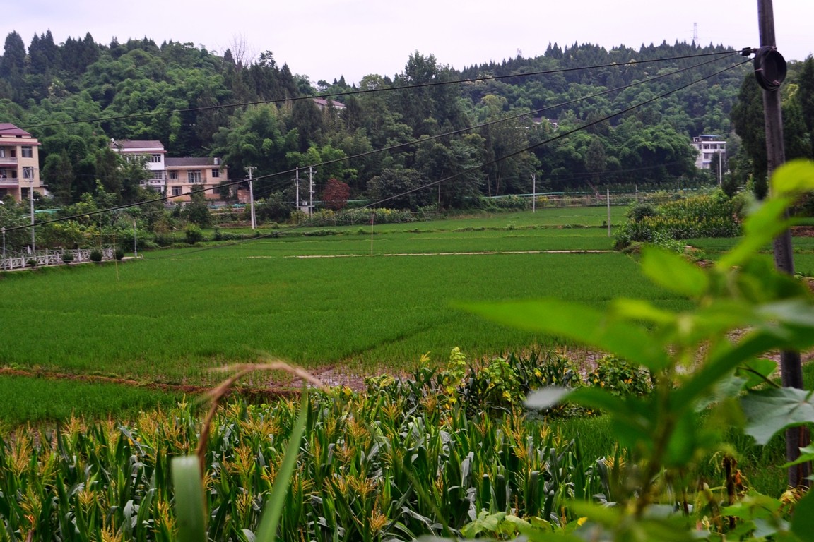 翠绿万顷 的乡村田园景色