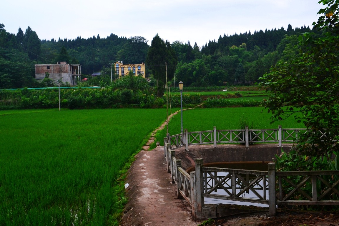 翠绿万顷的乡村田园景色三星村10社