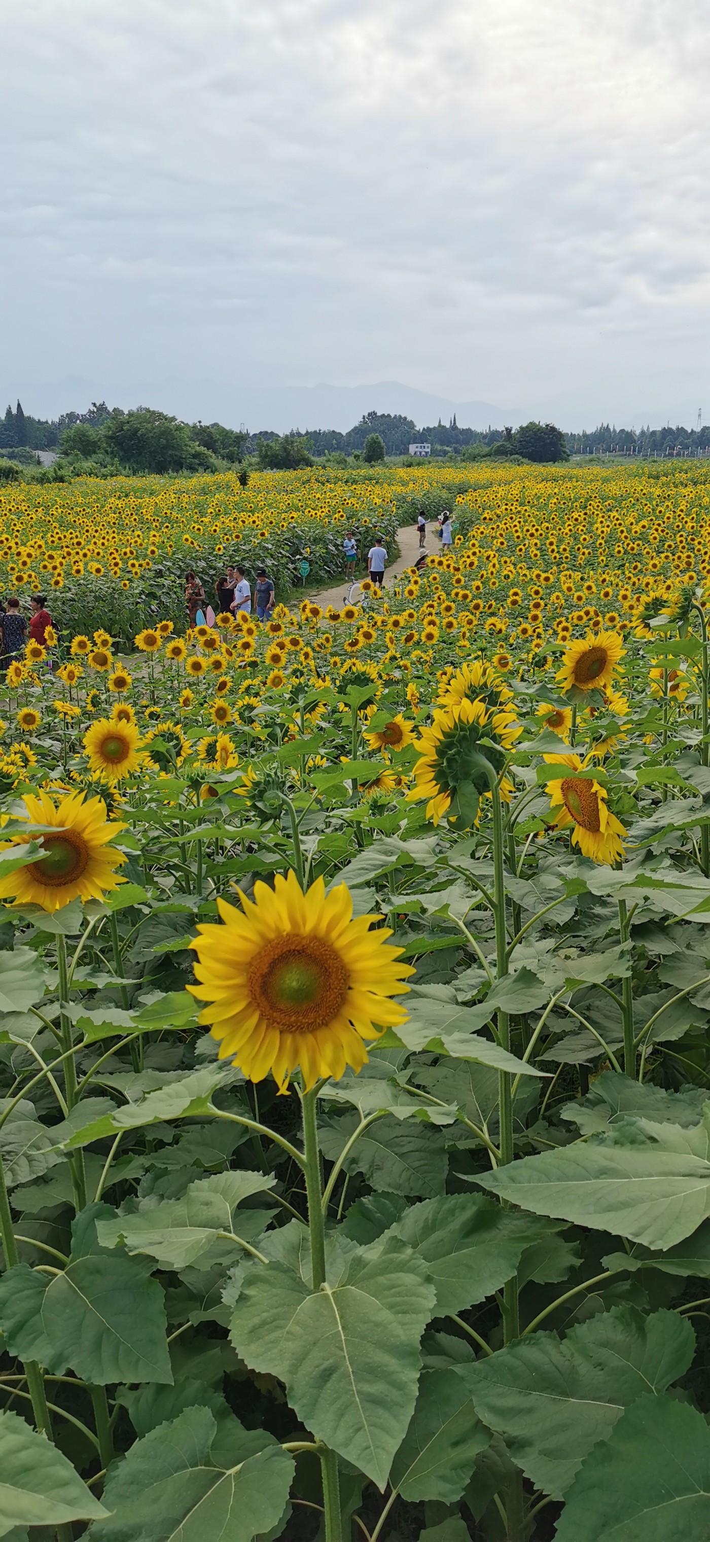 温江寿安镇汪家湾花海图片