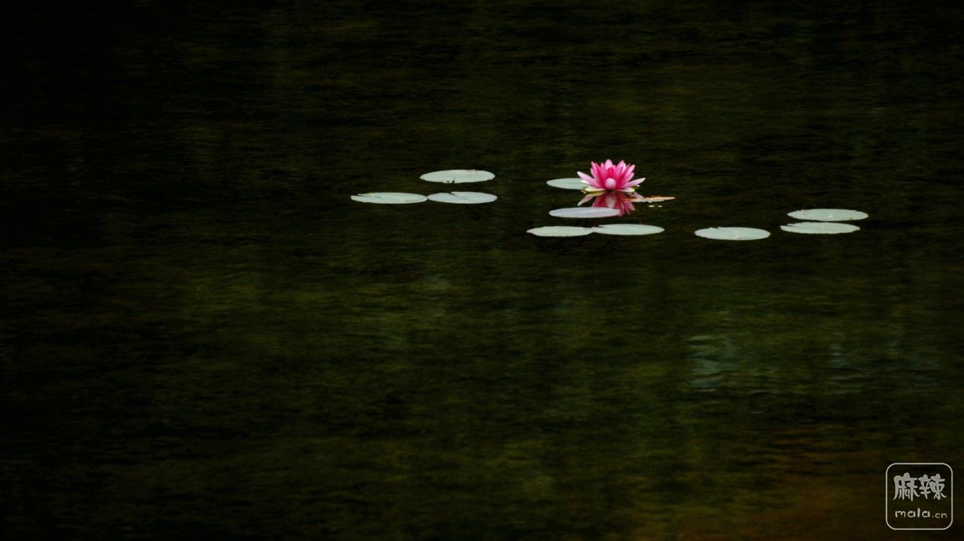 DSC_6994__.jpg