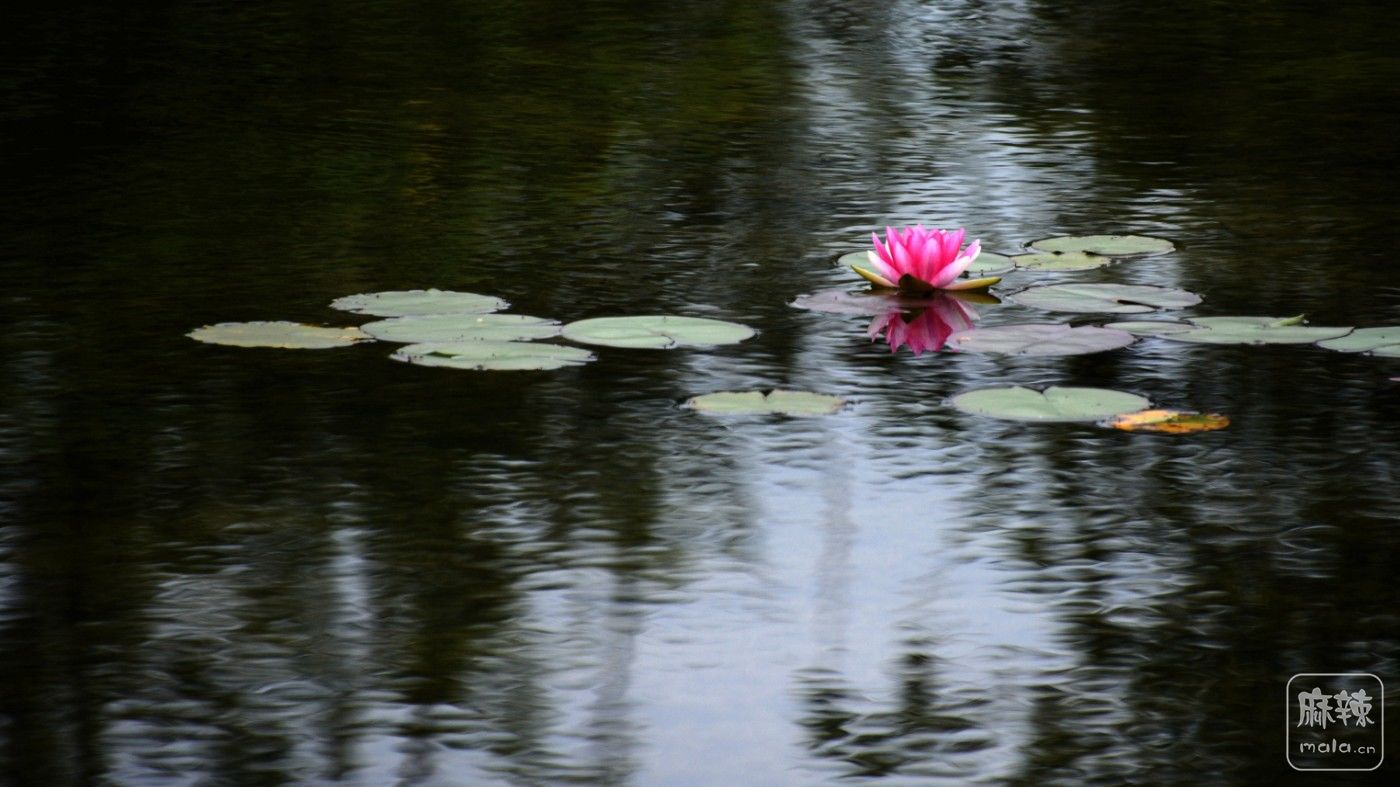 DSC_7003__.jpg