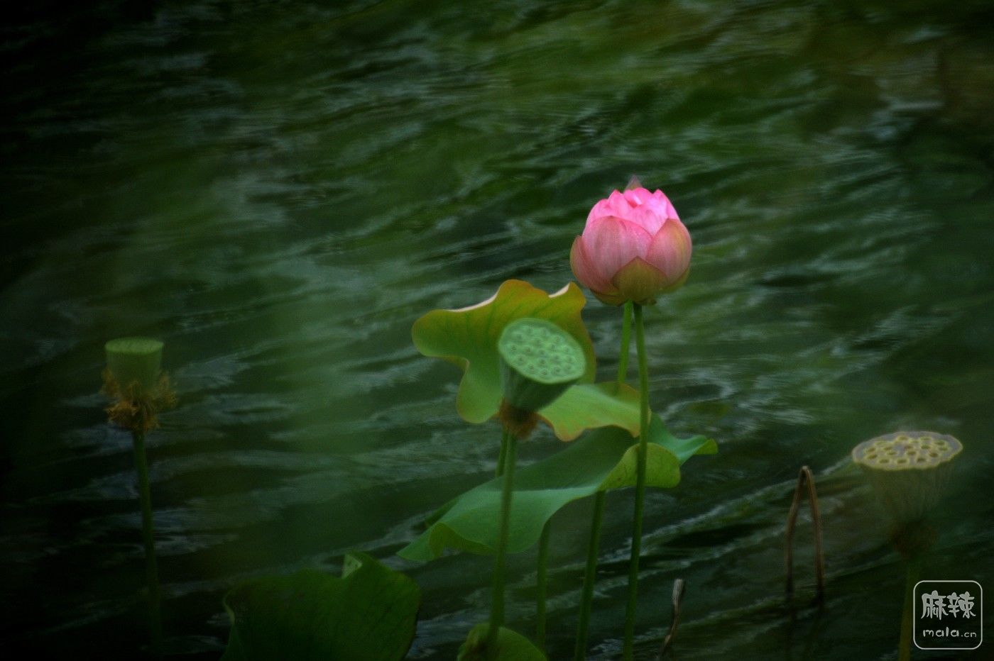 DSC_7175__.jpg