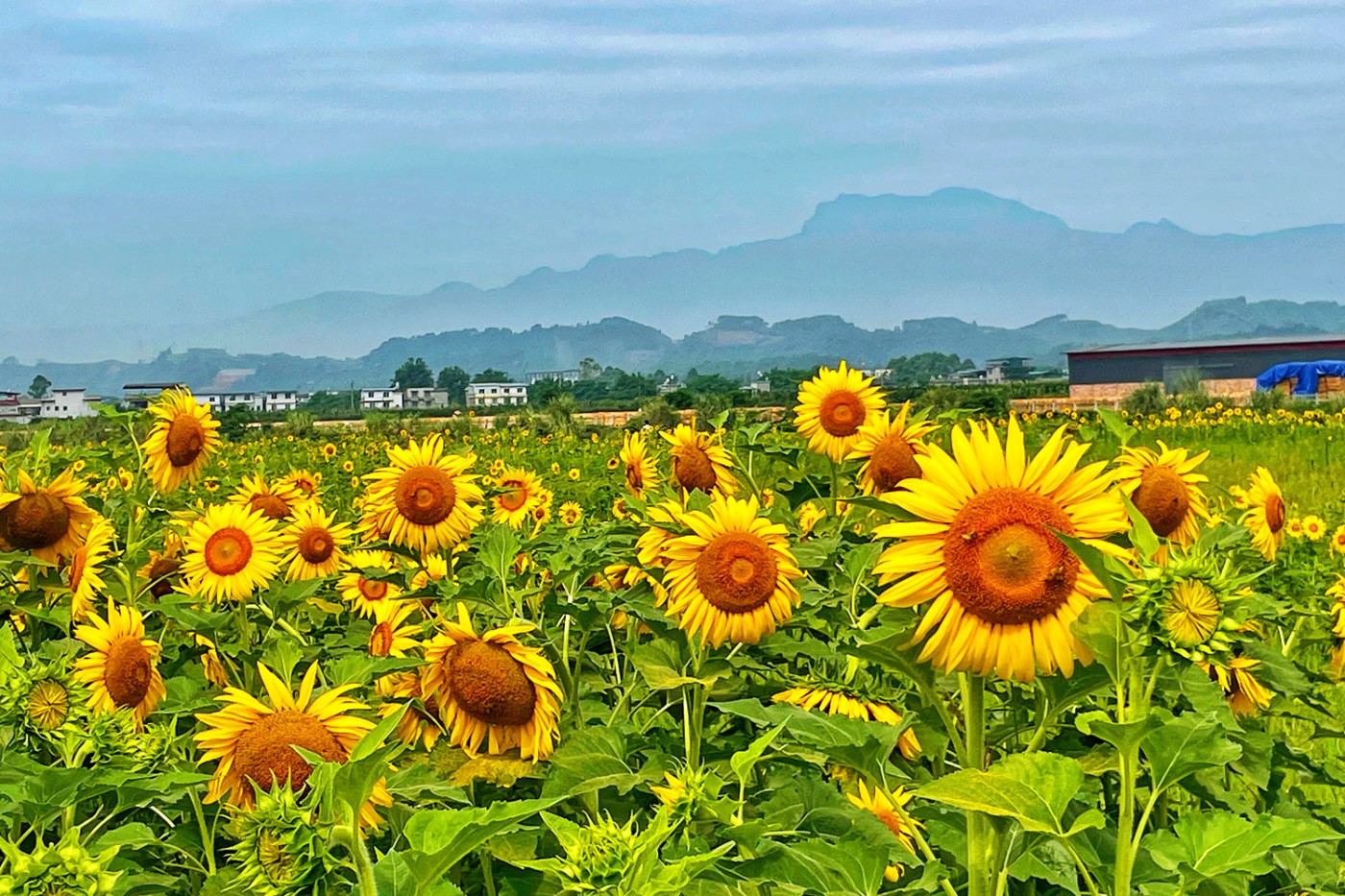 向日葵田的鸟瞰图大片向日葵基地葵花向日葵_3840X2160_高清视频素材下载(编号:7267964)_实拍视频_光厂(VJ师网) www ...