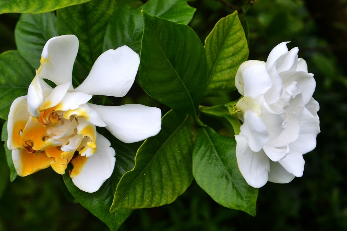 DSC_3959.JPG