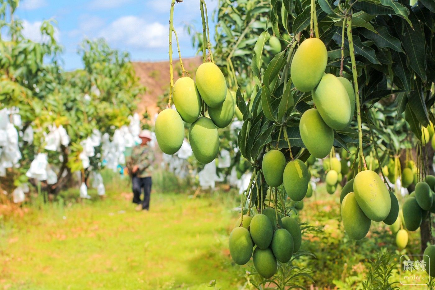 每一颗果子都有唯一身份 来自攀枝花的“攀果”亮相第八届四川农业博览会 - 封面新闻