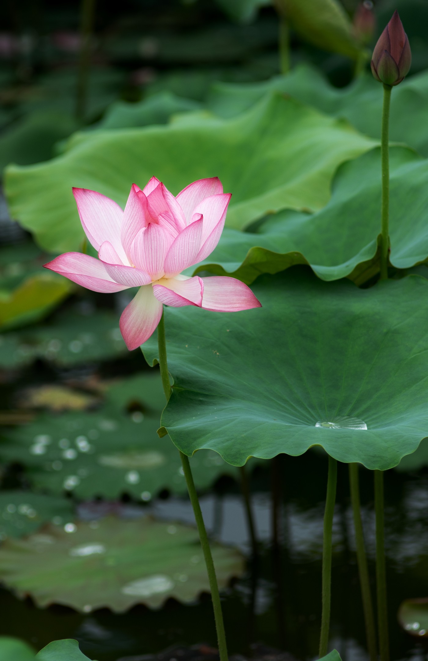 DSC_8618.jpg