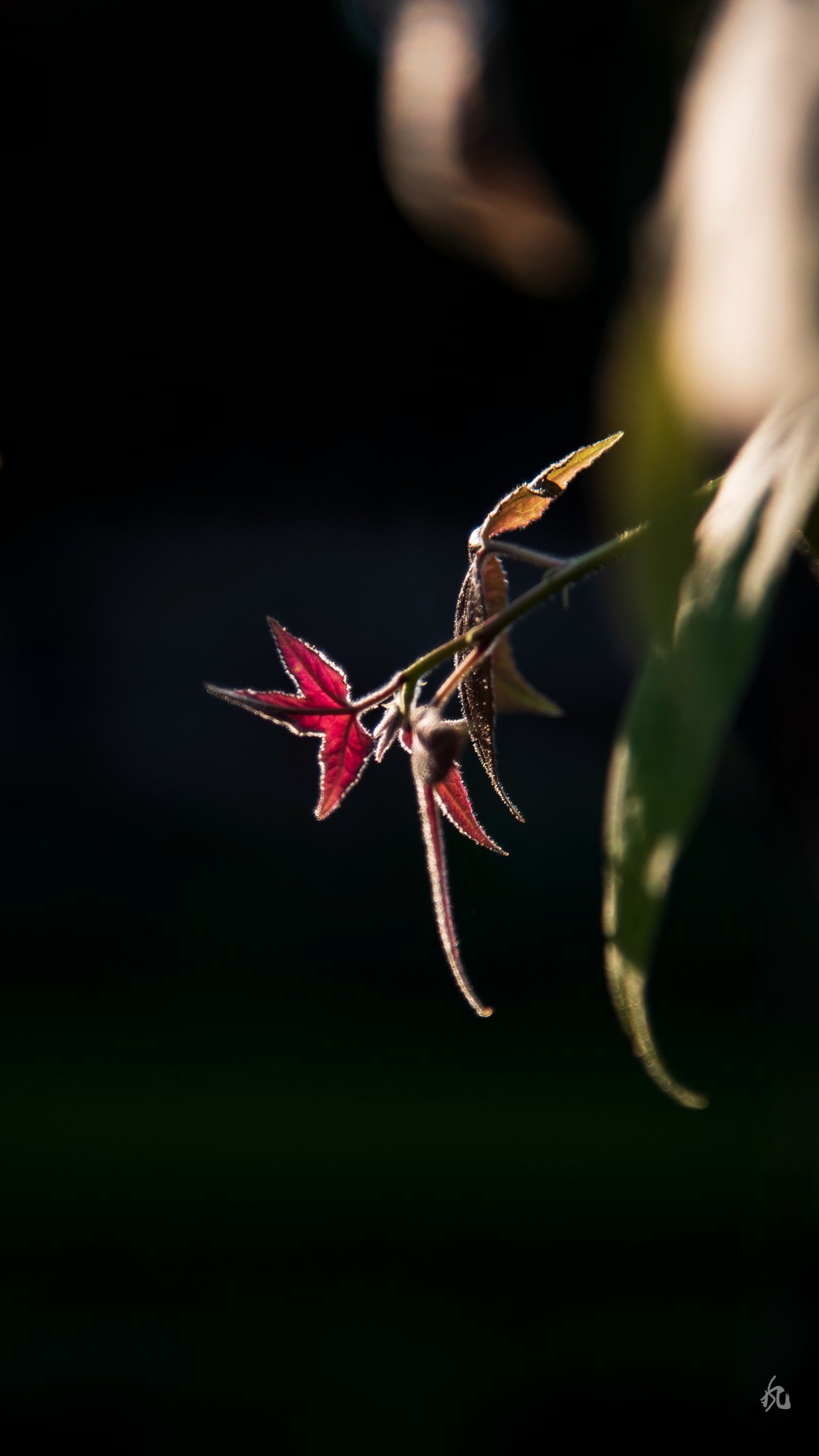 DSC_7838.jpg
