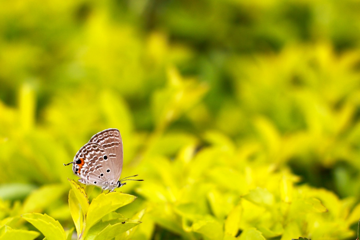 IMG_7533.png
