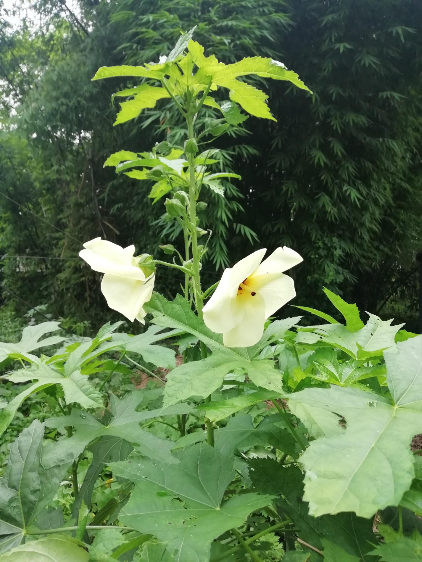 鲜艳无比的黄蜀葵(漏龙)花        邛崃古代美