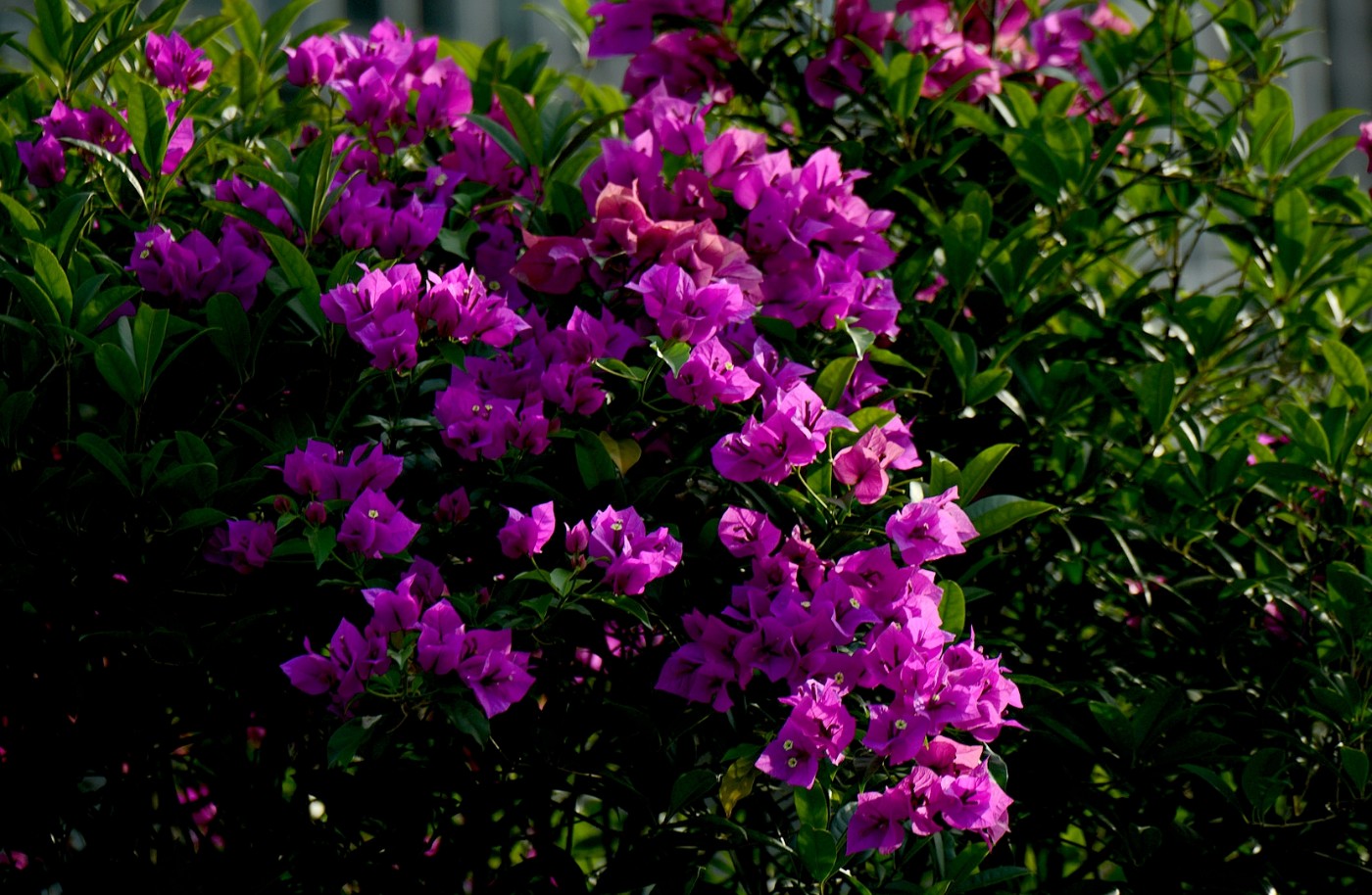 DSC_2756.JPG