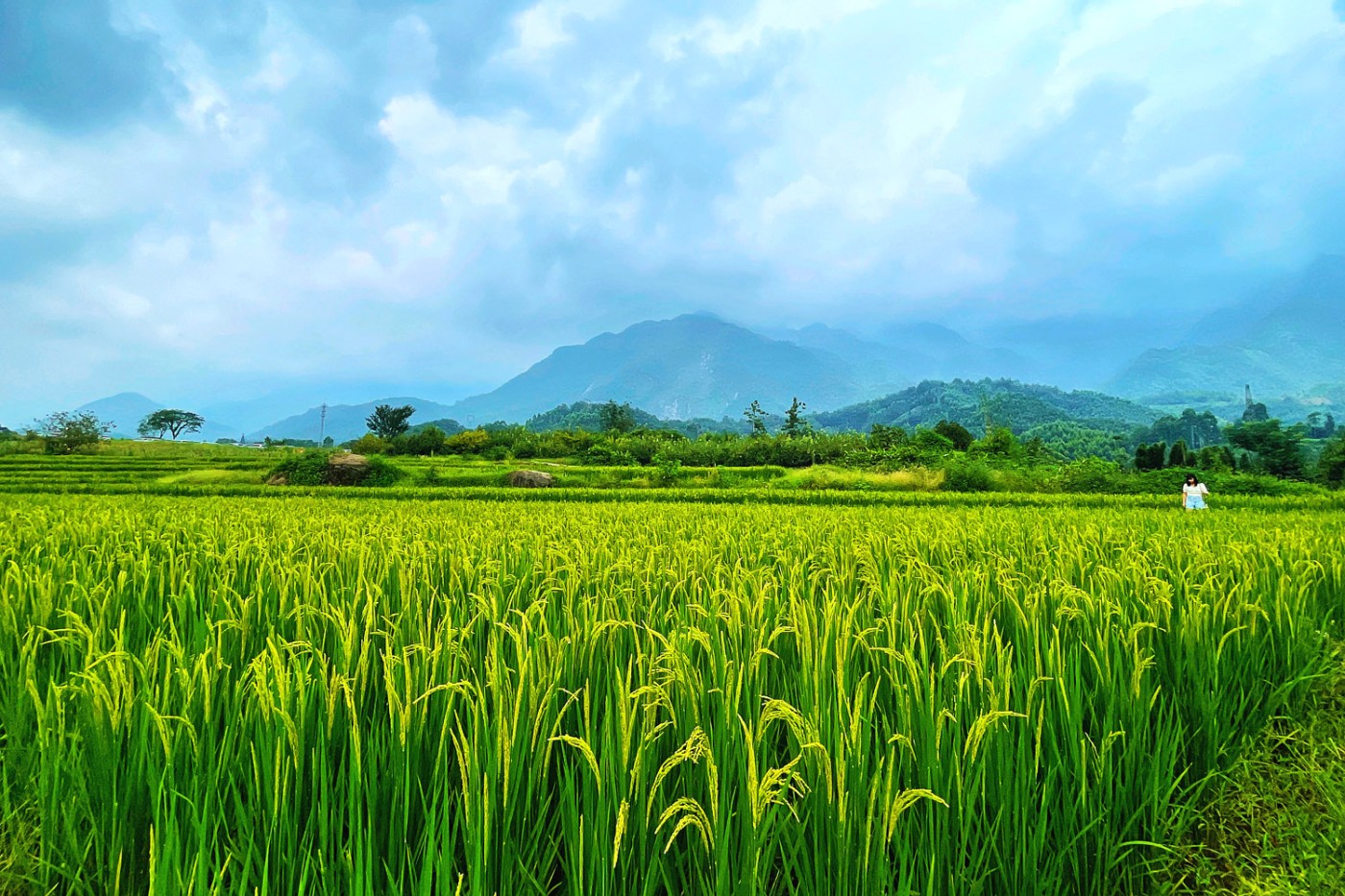 水稻田的照片图片