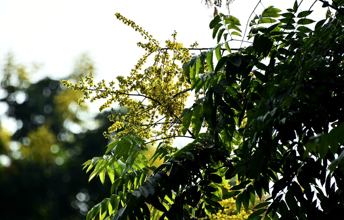 DSC_3185.JPG