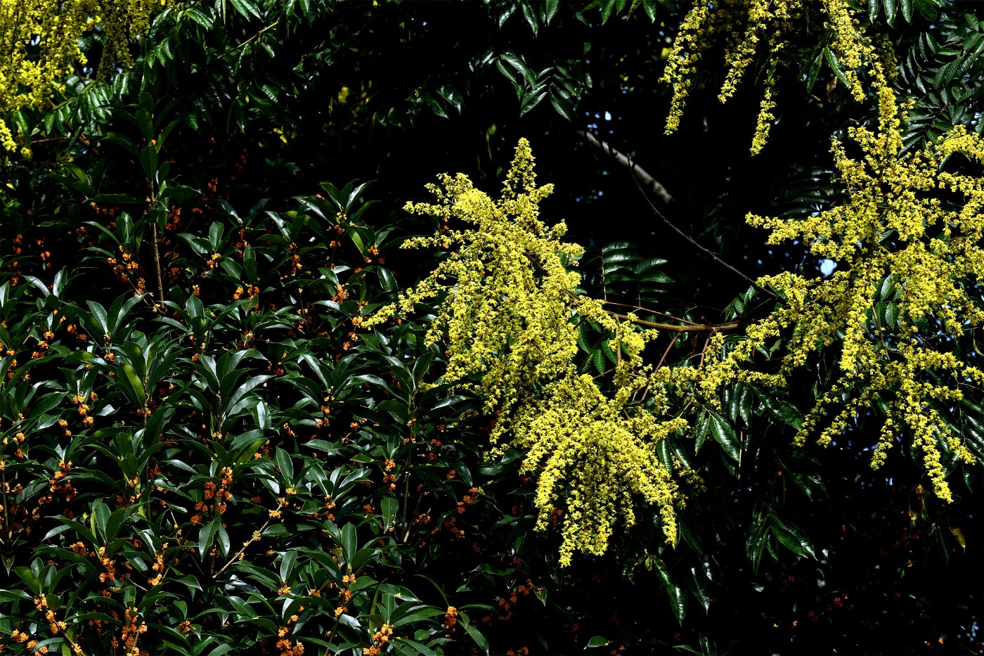 DSC_3229.JPG