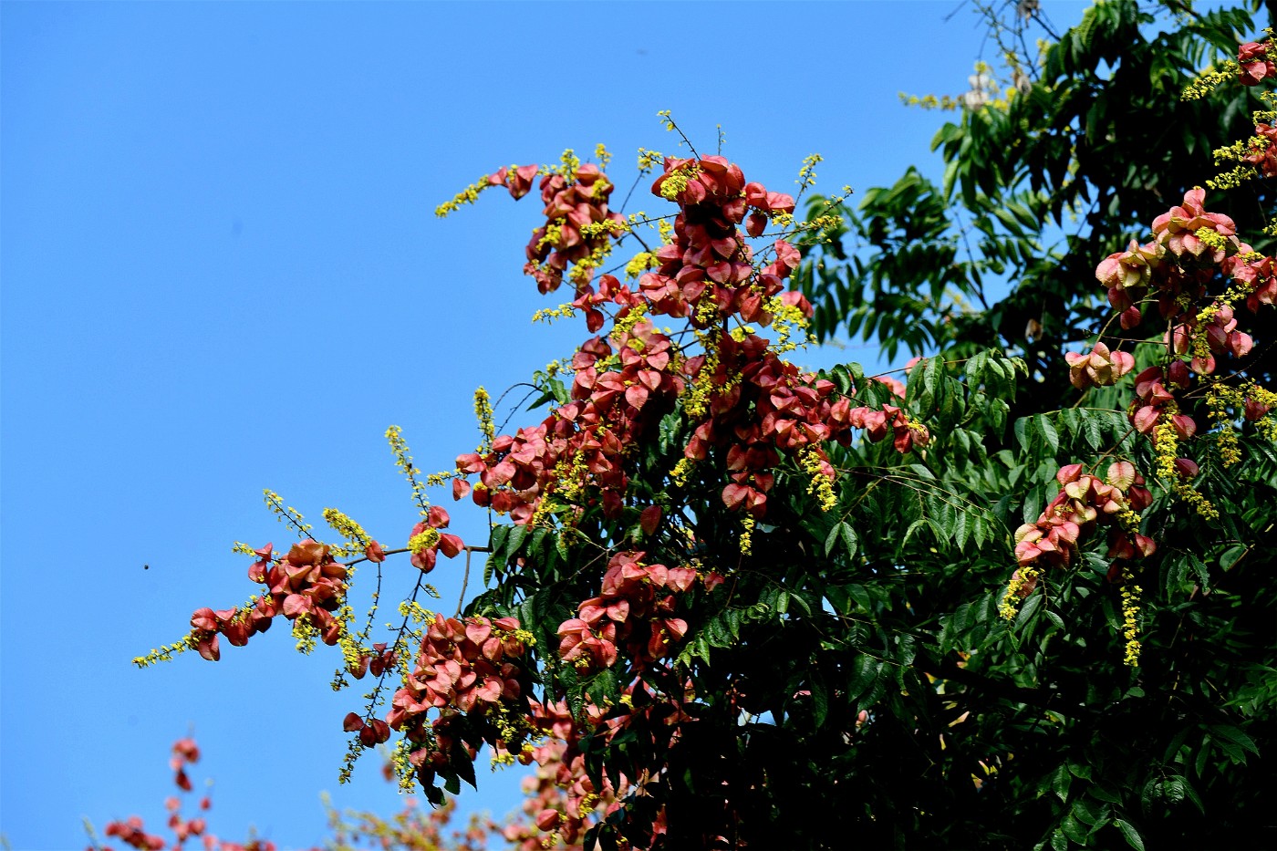 DSC_3246.JPG