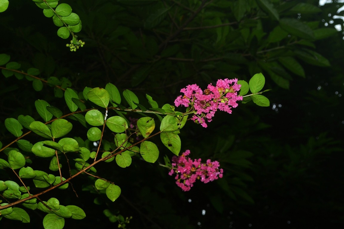 DSC_5613.JPG