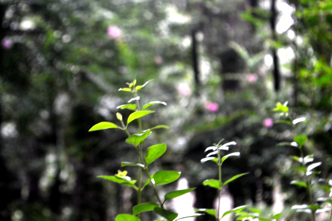 DSC_5620.JPG