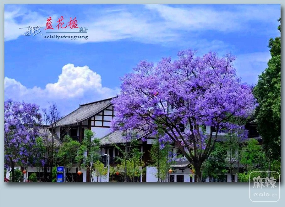 麡36.jpg