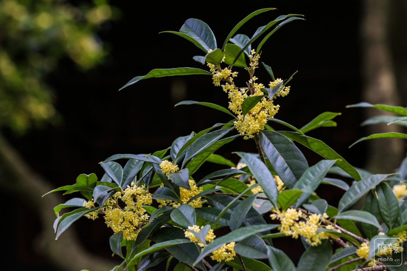 八月桂湖桂花香飄滿園