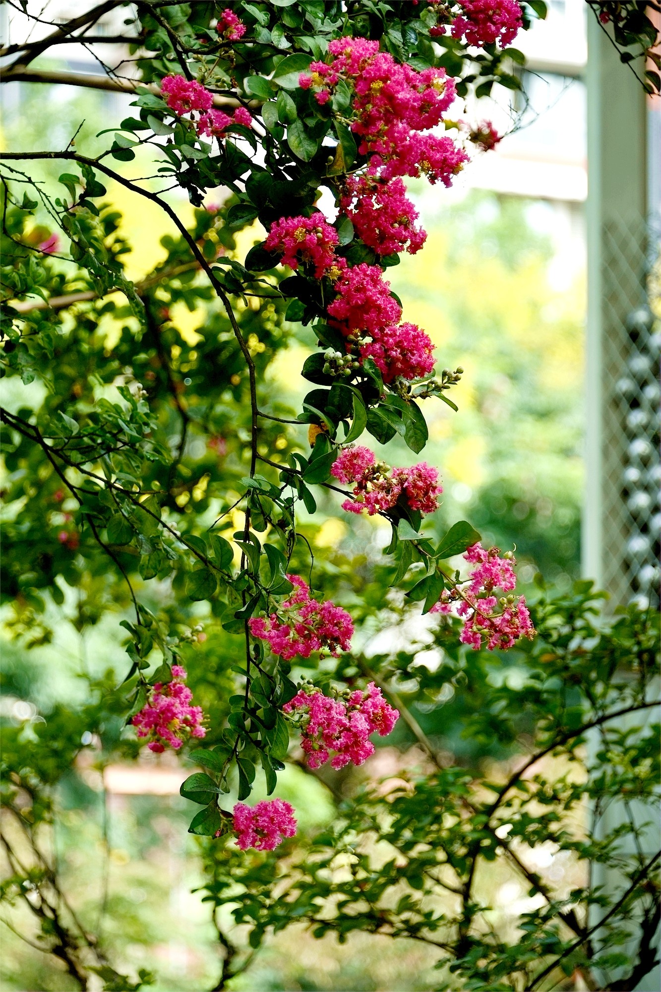 DSC_3317.JPG