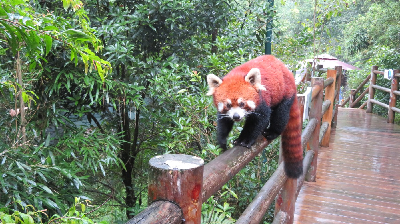 都江堰自拍熊猫图片