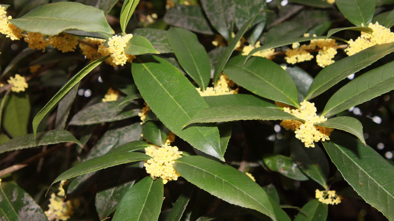 四川桂花苗木价格